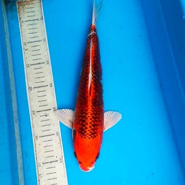 kojaku 35cm