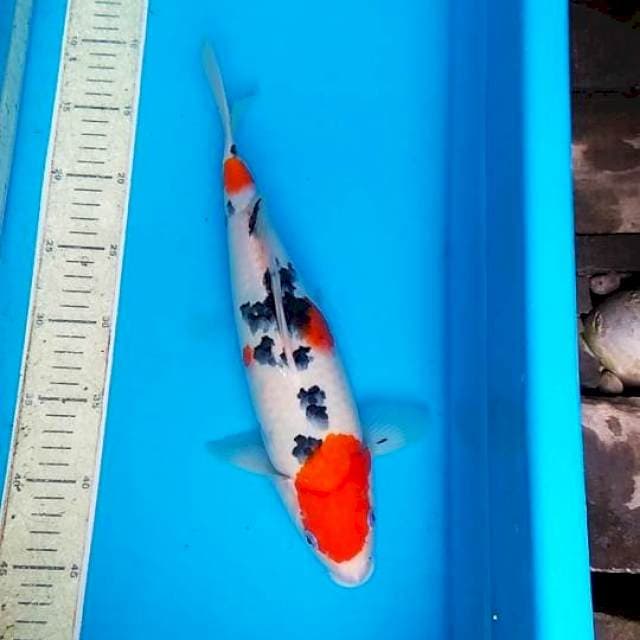 Sanke 34cm 