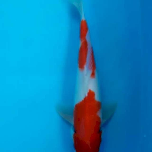 Kohaku merah menggoda 34cm
