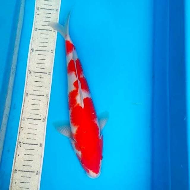 Kohaku 35cm