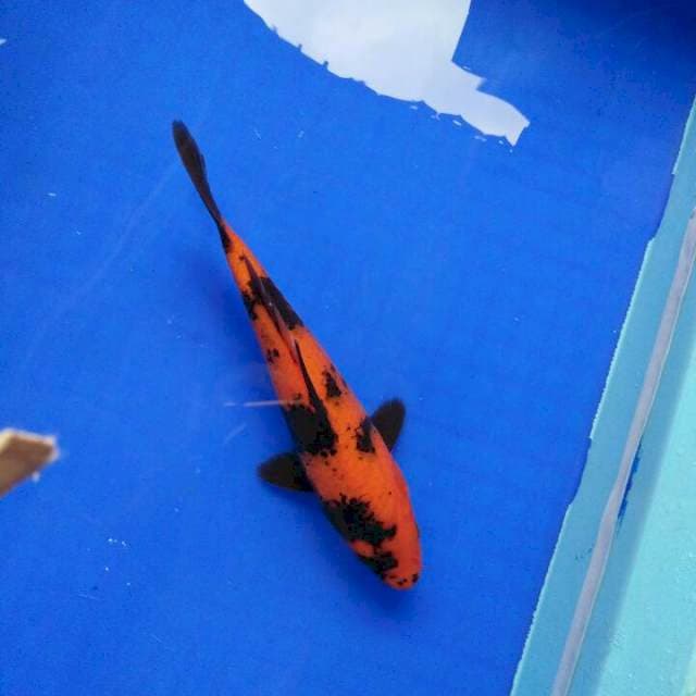hi Utsuri 23cm