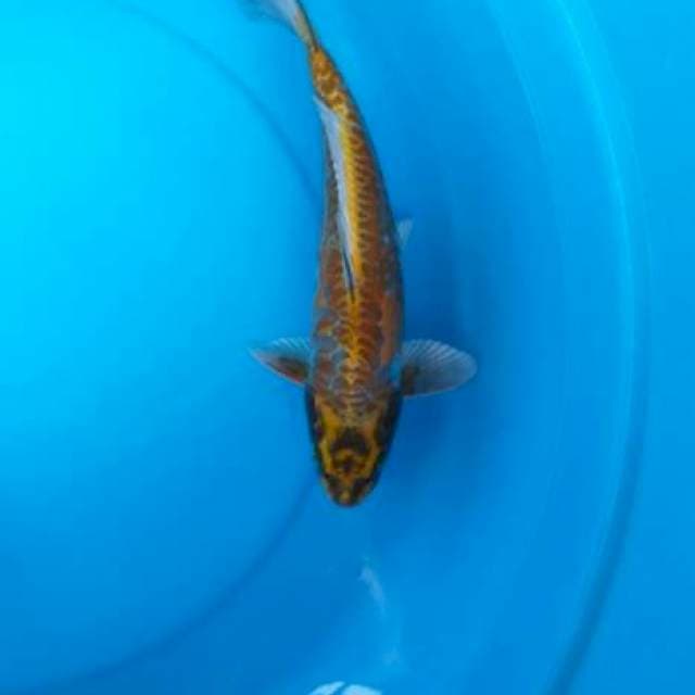 Kikoriyhu