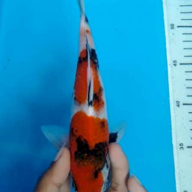 Showa 22cm