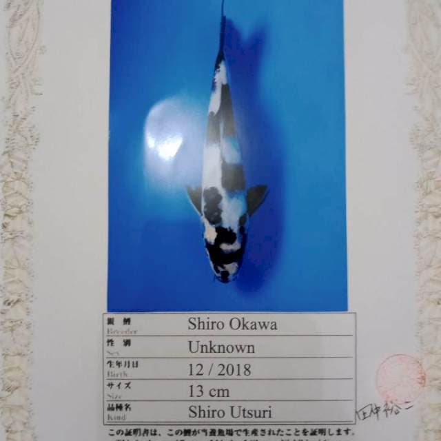 Shiro import okawa