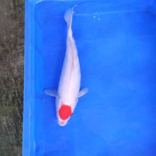 Tanco 38cm sirip dayung besar sebelah
