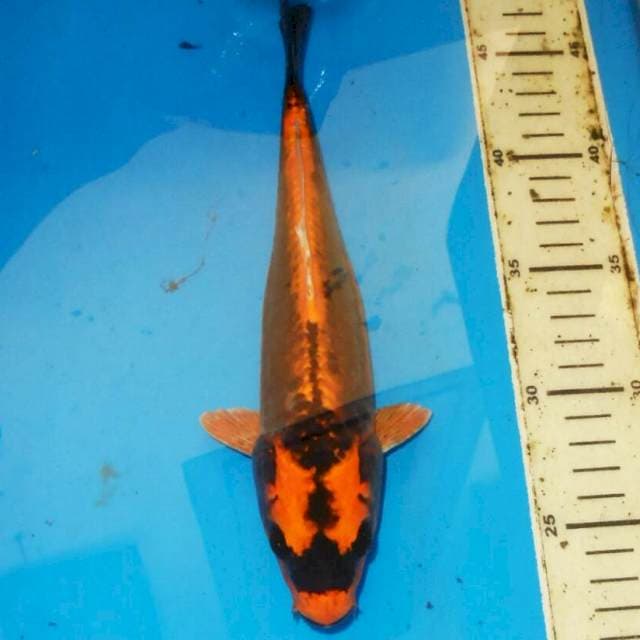 30cm KIN KABUTO