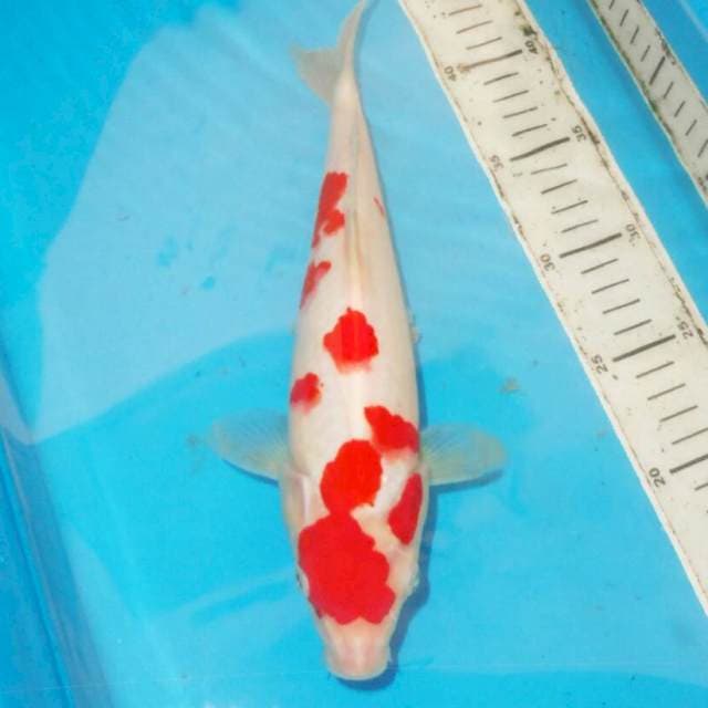 31cm SAKURA KOHAKU