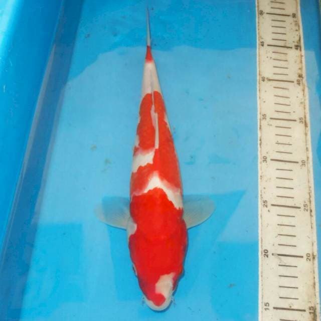 33cm KOHAKU
