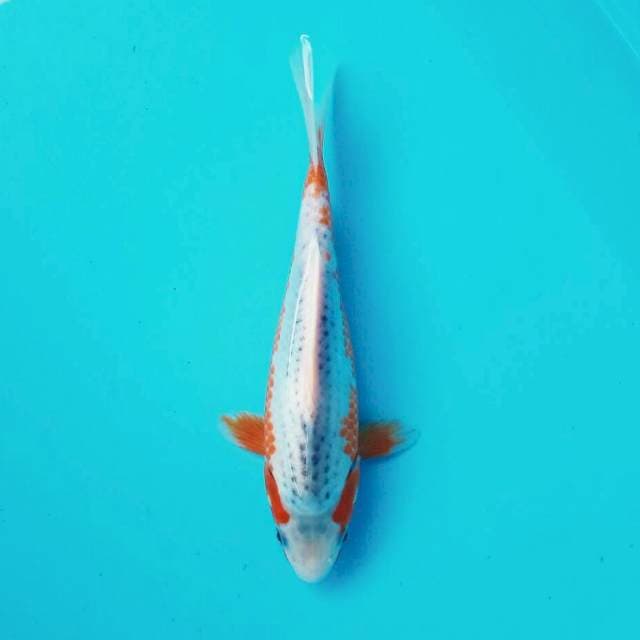 Asagi*27cm