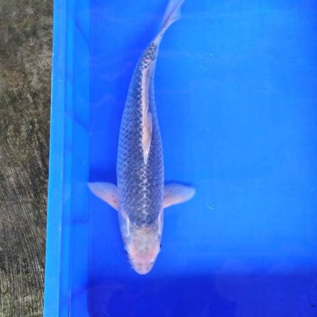 Asagi 45cm