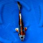 Kujaku Antik Male 30 cm