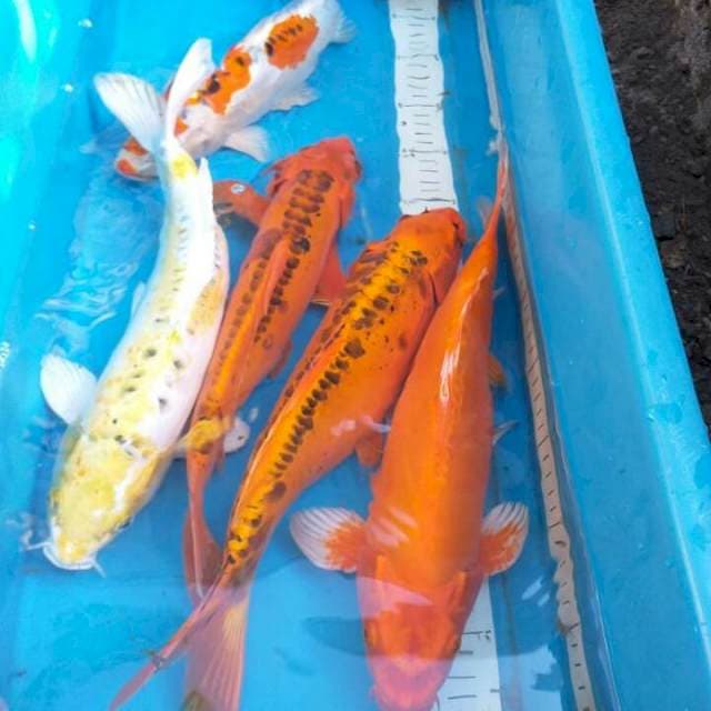 Mix 32-36cm