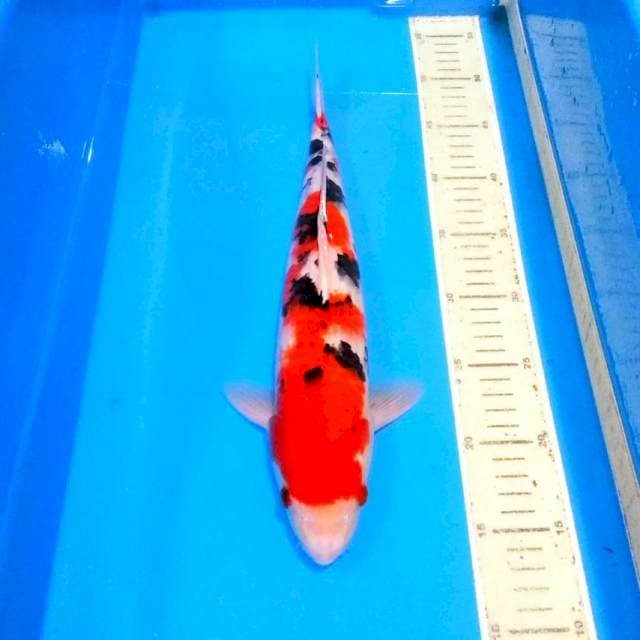Male sanke jozz 35cm