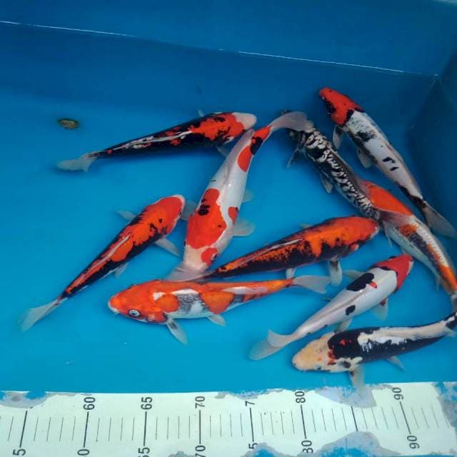 Benikumon Mix