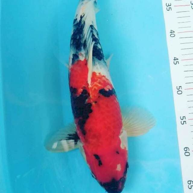 # showa 43cm #