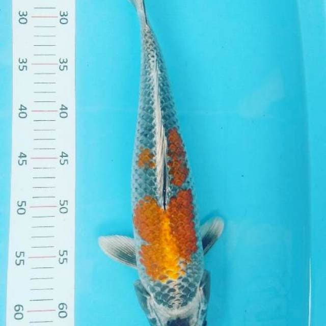 # antik 40cm #