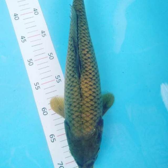 # midori 40cm #