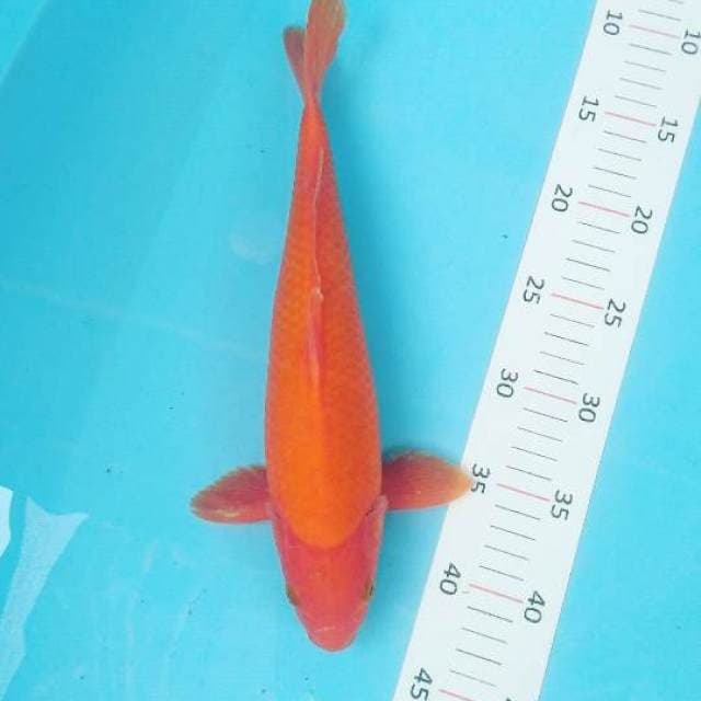 #benigoi 32cm male #