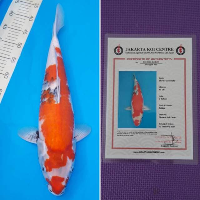 Showa okawa 48cm sertifikat