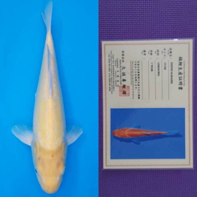 Karashi doitsu marusei sertifikat
