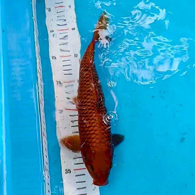 Chagoi tembaga 30cm