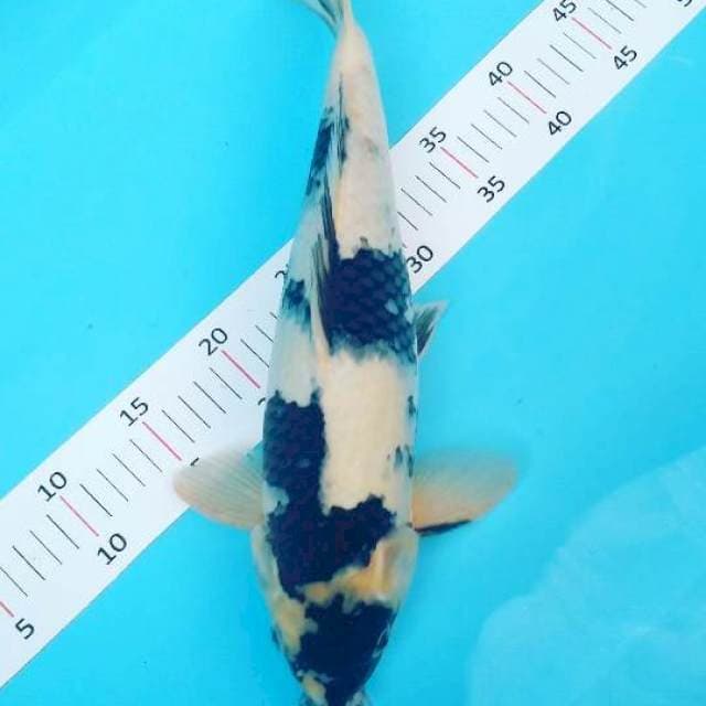 # shiro 40cm #
