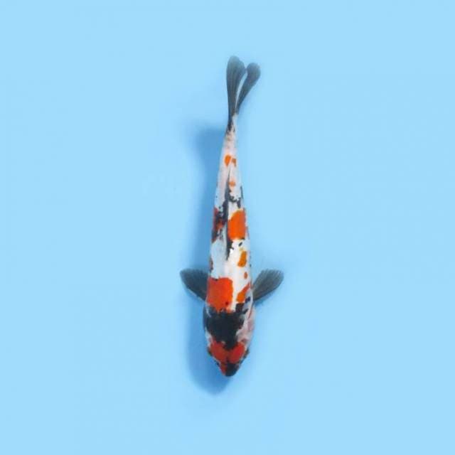 Showa 31cm