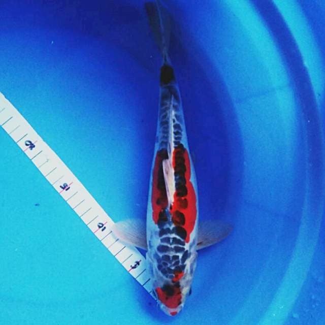 Kujaku doit 29cm male