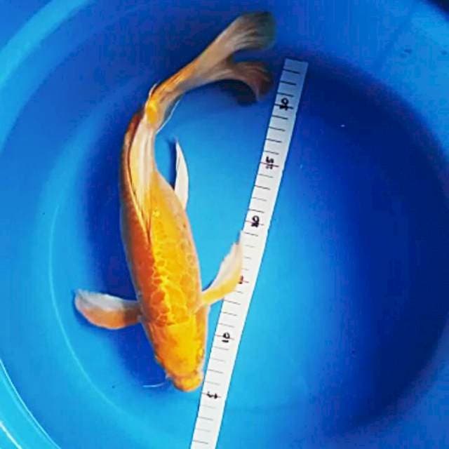 Ogon kumpay 36cm