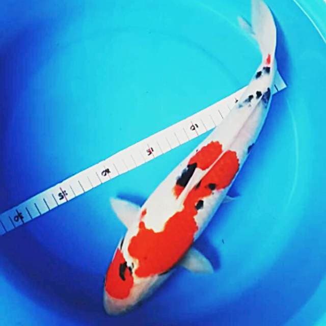 Good patern sanke 35cm