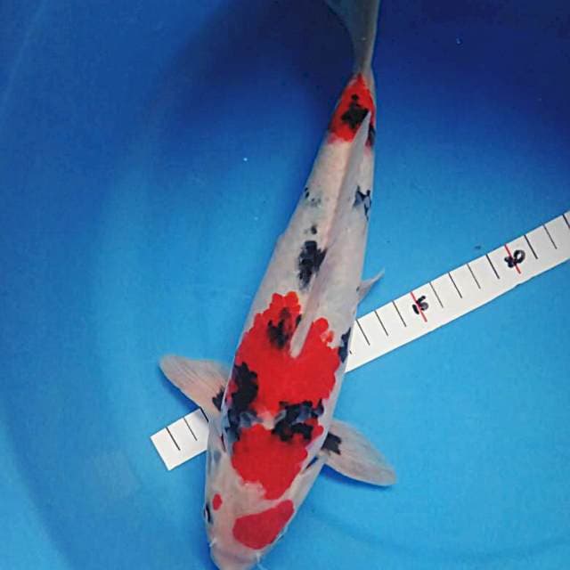 Showa jreng 27cm