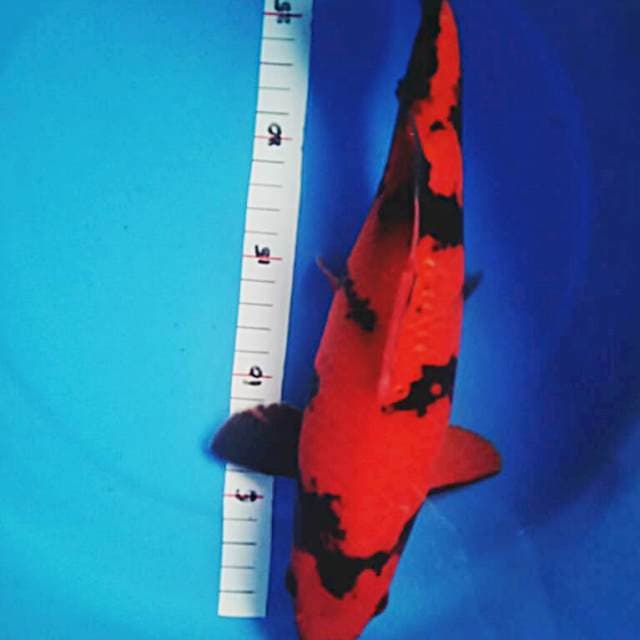 Hiu reddish 27cm