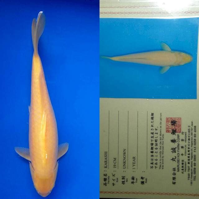 Karashi import marusei