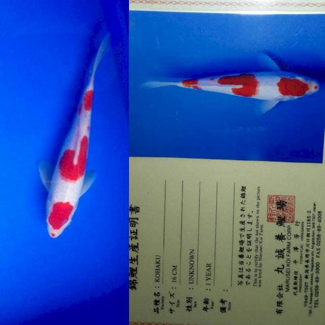 Kohaku import marusei