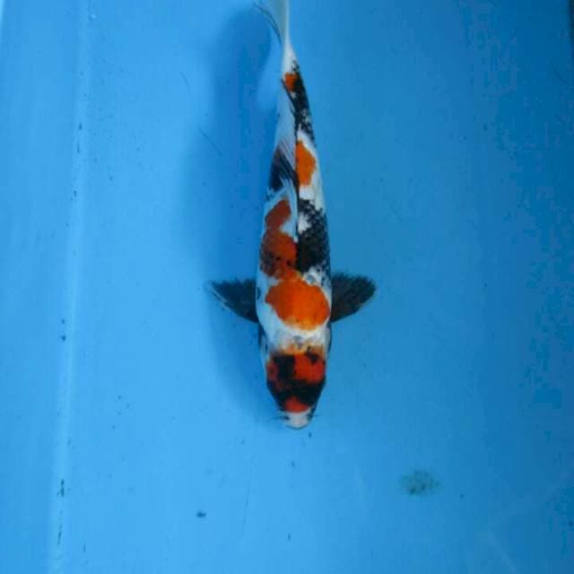 Sansoku35cm