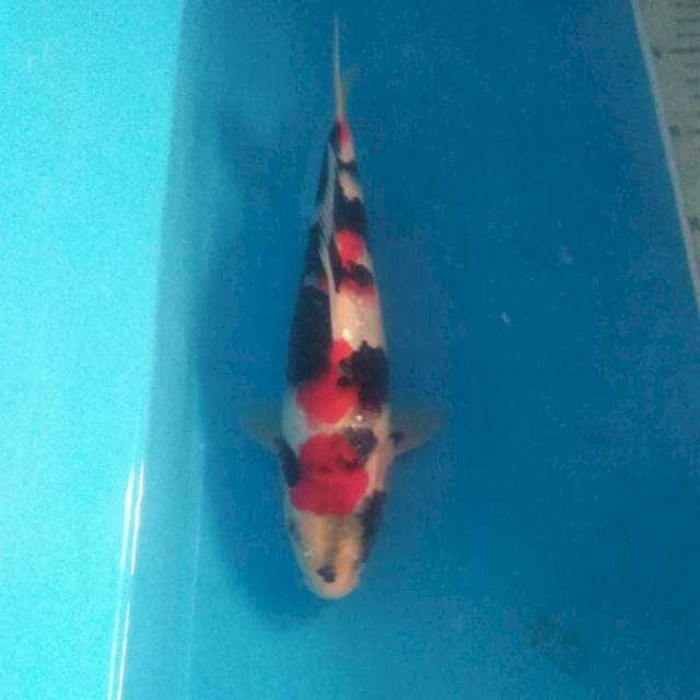 Showa prospek 25 cm