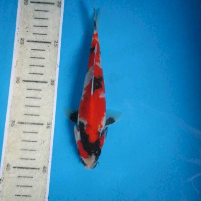 Sansoku20bu