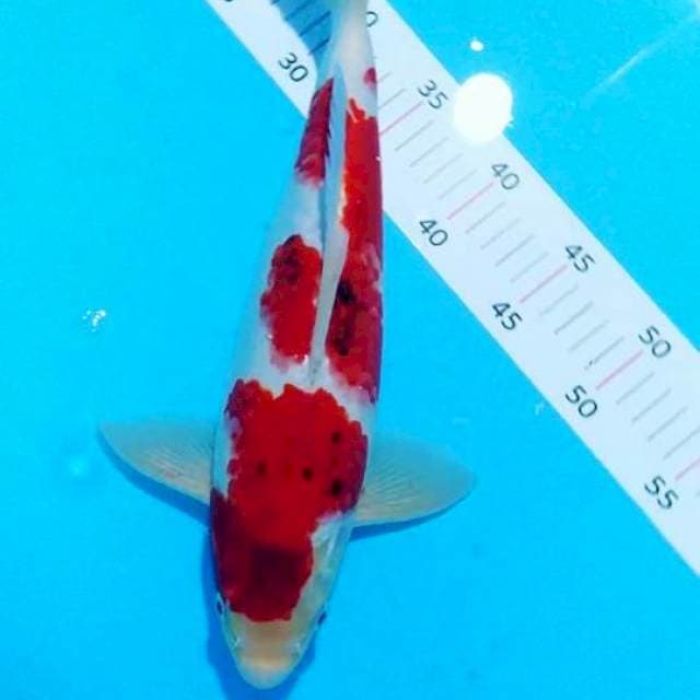 #ai goromo 37 cm#