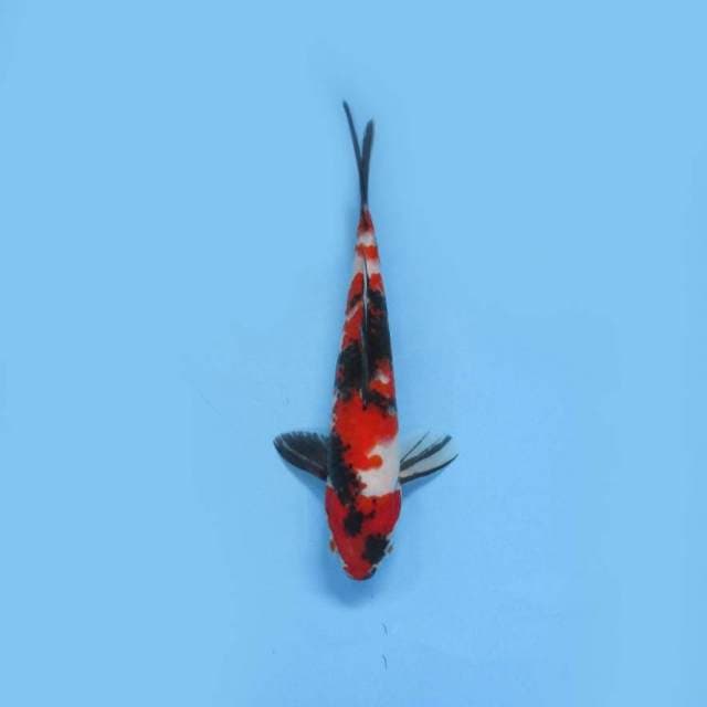 Showa 27cm