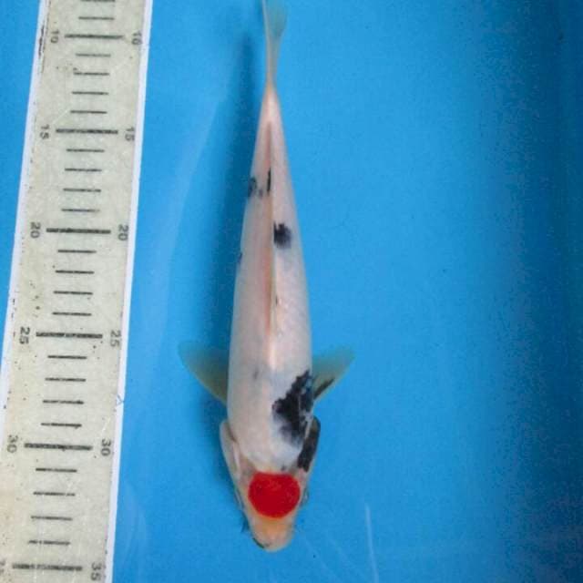 Tanco25cm
