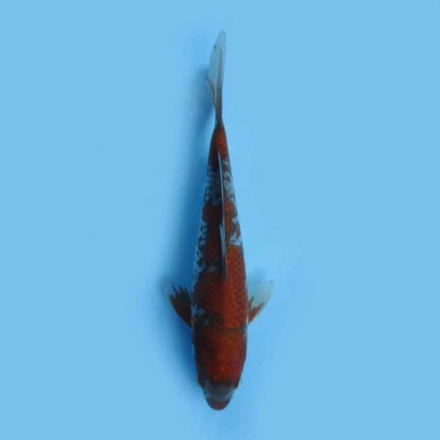 Ochiba 26cm