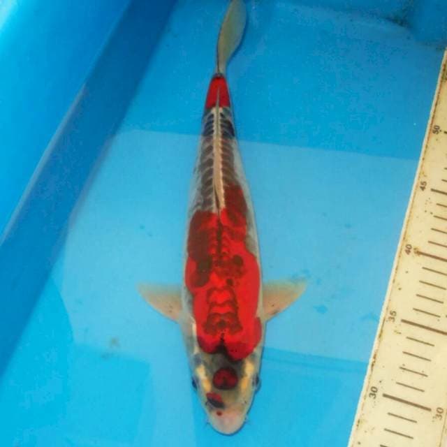 32cm MARUTINI BENI KIKO