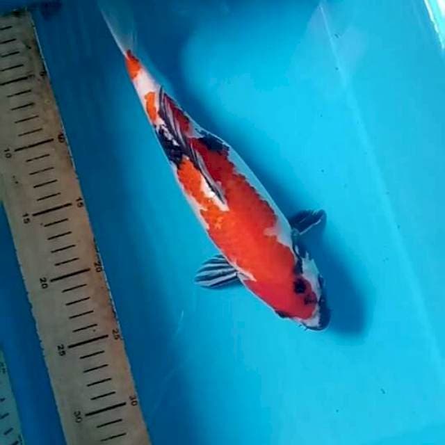 Showa 28 cm ori patern