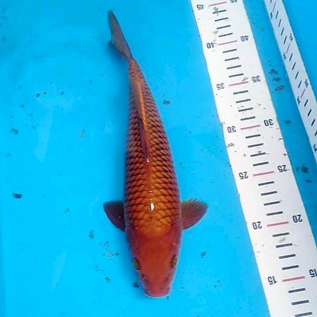 Tembaga punuk