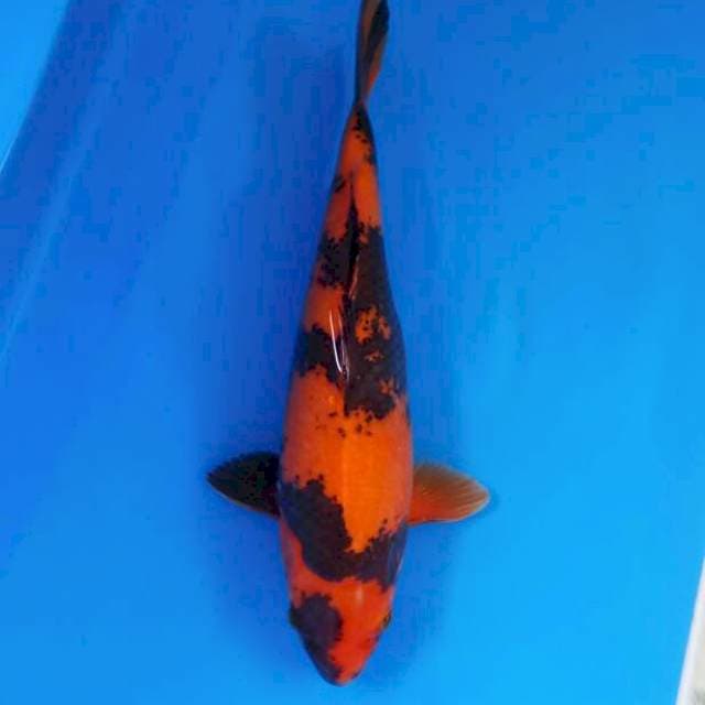 Hi Utsuri