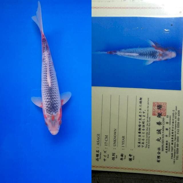 Asagi import marusei