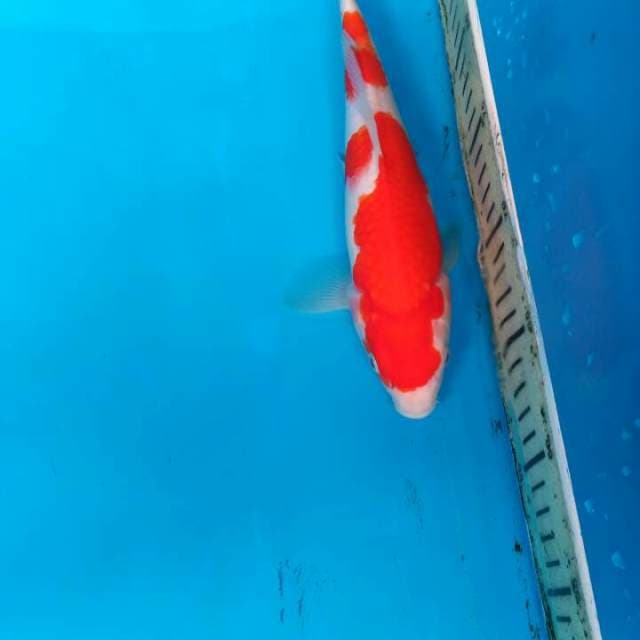 Kohaku HQ   