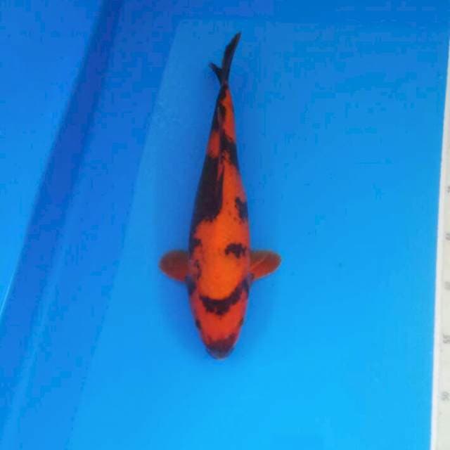Hi Utsuri