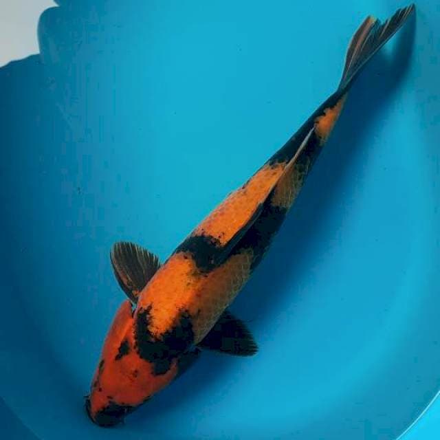 Utsuri