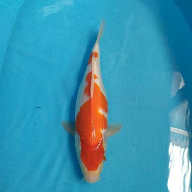 Kohaku 37 cm 